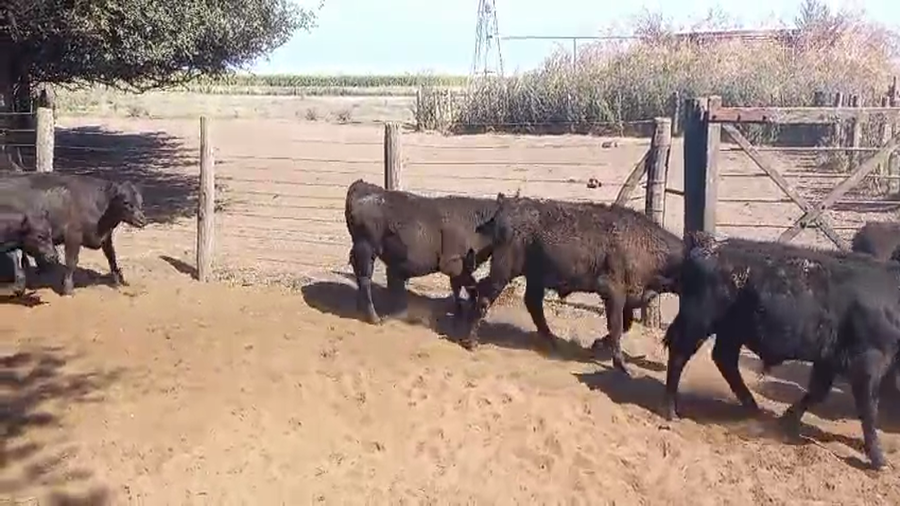 Lote 110 Terneros en Pirovano