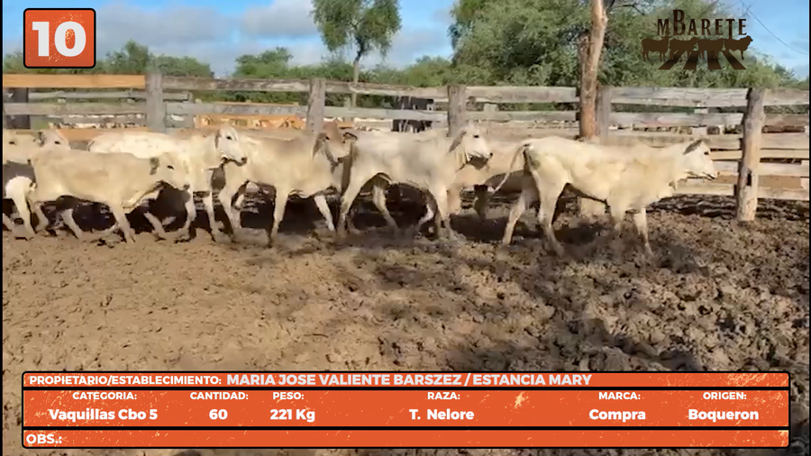 Lote LOTE 10