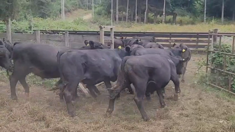 Lote 55 Novillo Engorda en Fresia, X Región Los Lagos