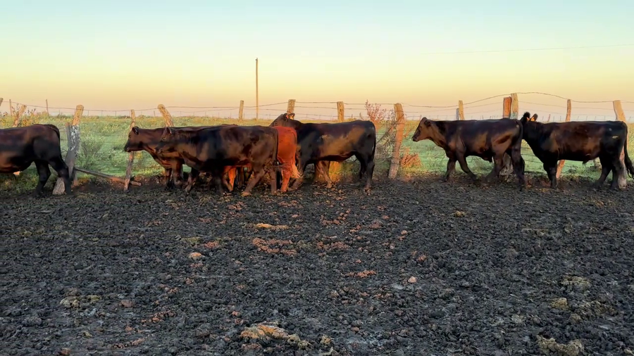 Lote NOVILLOS 2 A 3 AÑOS
