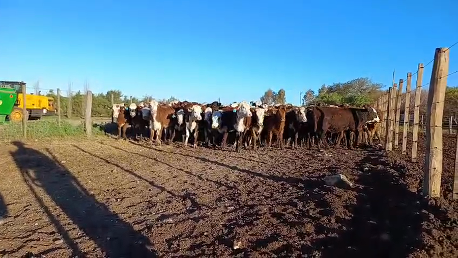Lote 700 Terneros/as en Córdoba, Las Peñas