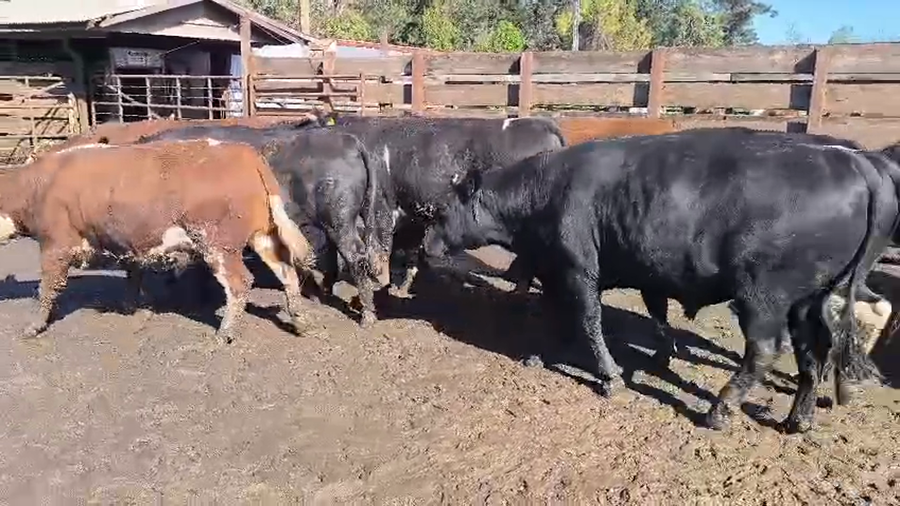 Lote 40 Novillo Gordo en Los Ángeles, VIII Región Biobío