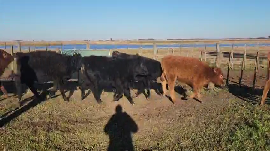 Lote 67 Terneras en Buenos Aires, Bolívar