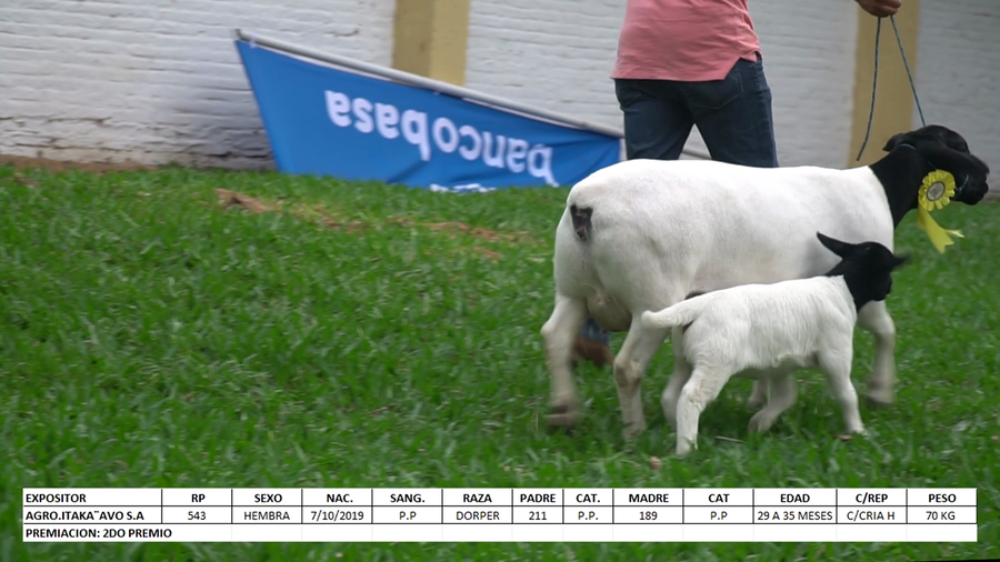 Lote Dorper Expo Internacional 2022 - Lote 32