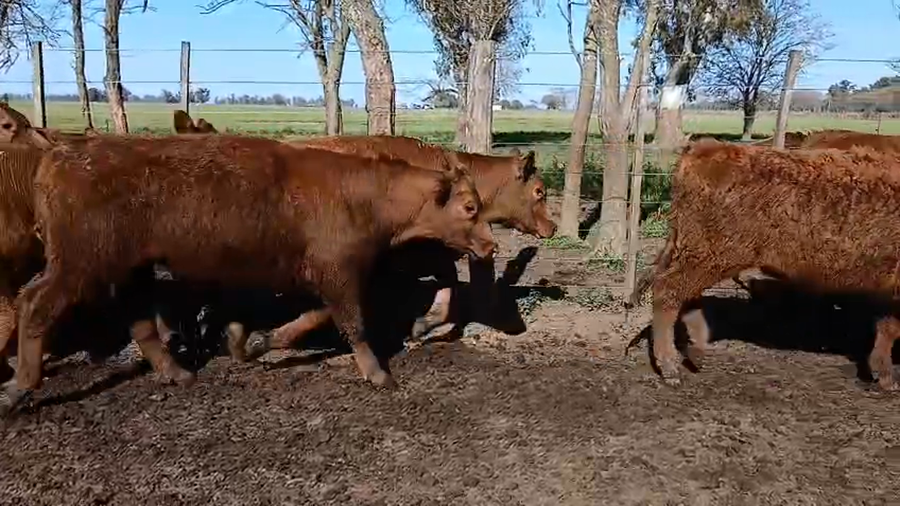 Lote 40 Novillitos en Buenos Aires, Los Toldos