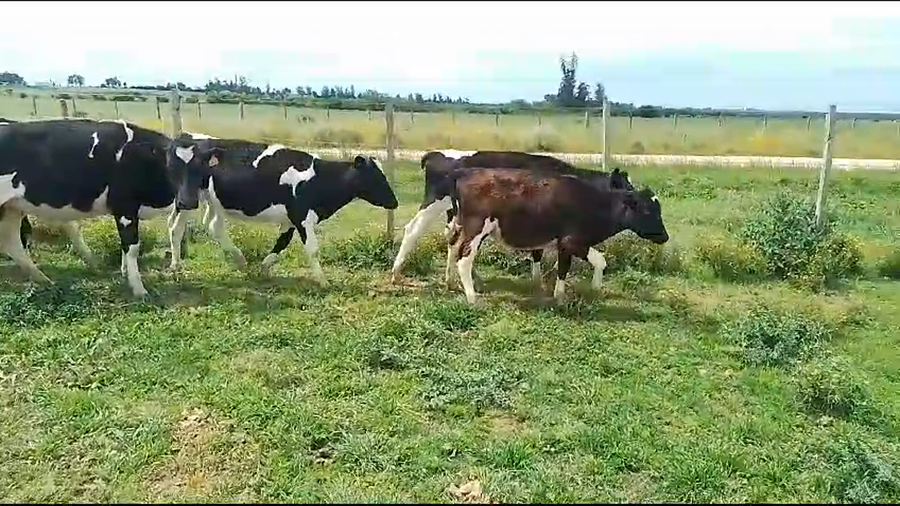 Lote 7 Terneras Holando a remate en Pantalla Camy 170kg -  en Libertad