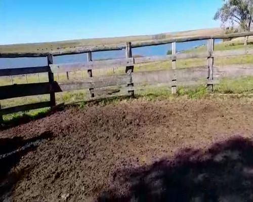 Lote (Vendido)32 Piezas de cría HE/ AA 520kg -  en CONSTANCIA