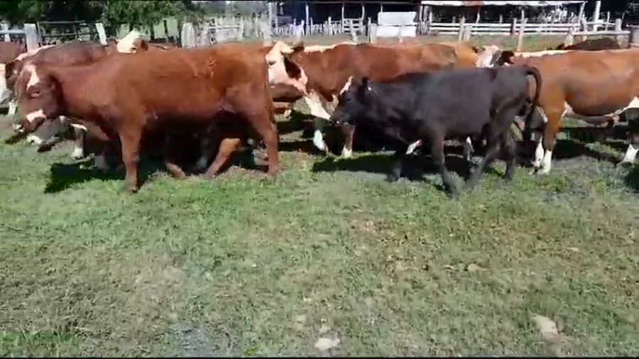 Lote 28 Novillitos en Villaguay, Entre Ríos