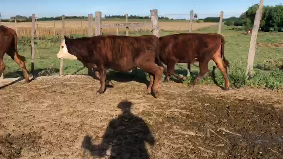 Lote 3 Terneros Normando con Angus