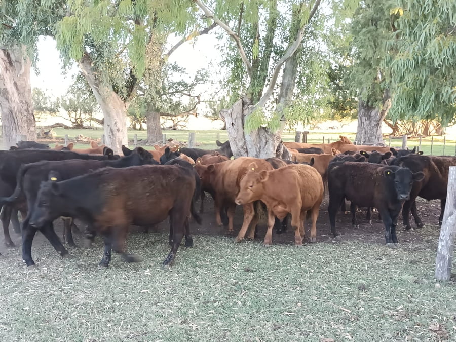 Lote 50 Terneros en Buenos Aires, Las Flores