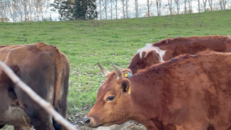 Lote 43 Novillo Gordo en Osorno, X Región Los Lagos