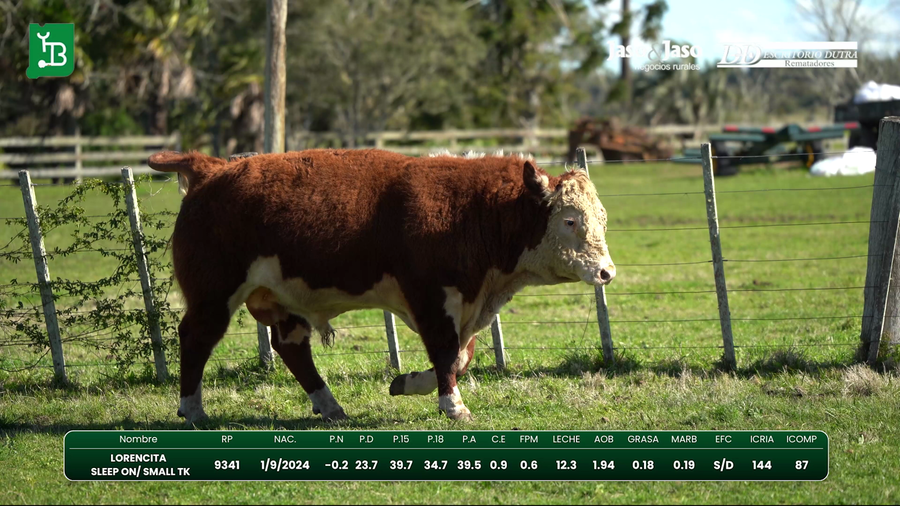 Lote Toros