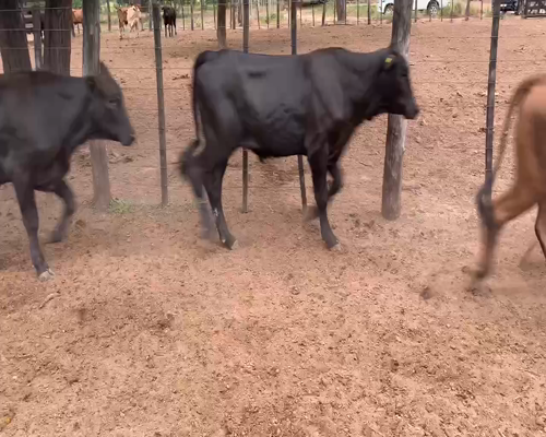 Lote 60 Novillos en Juan José Castelli, Chaco
