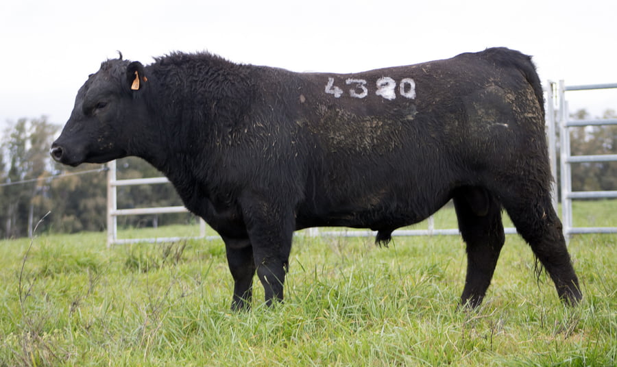 Lote ABERDEEN ANGUS SA - Angus NEGROS
