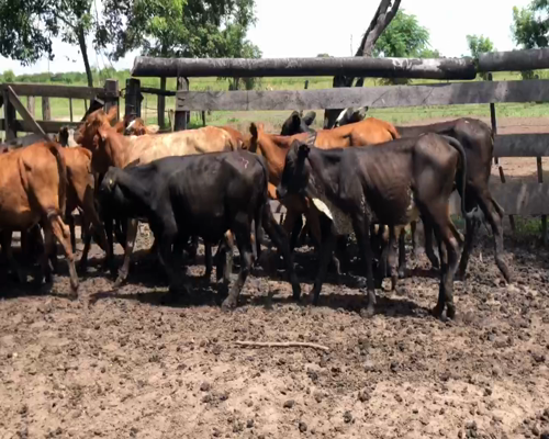 Lote 120 Terneras en Misión San Fco., Formosa