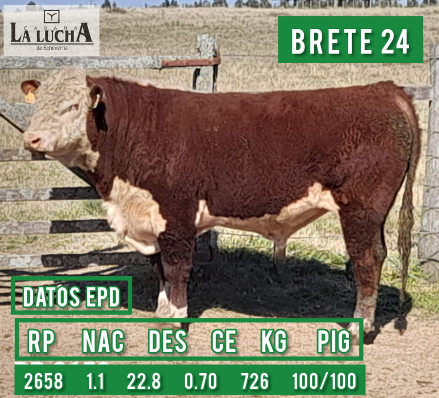 Lote TOROS POLLED HEREFORD PI