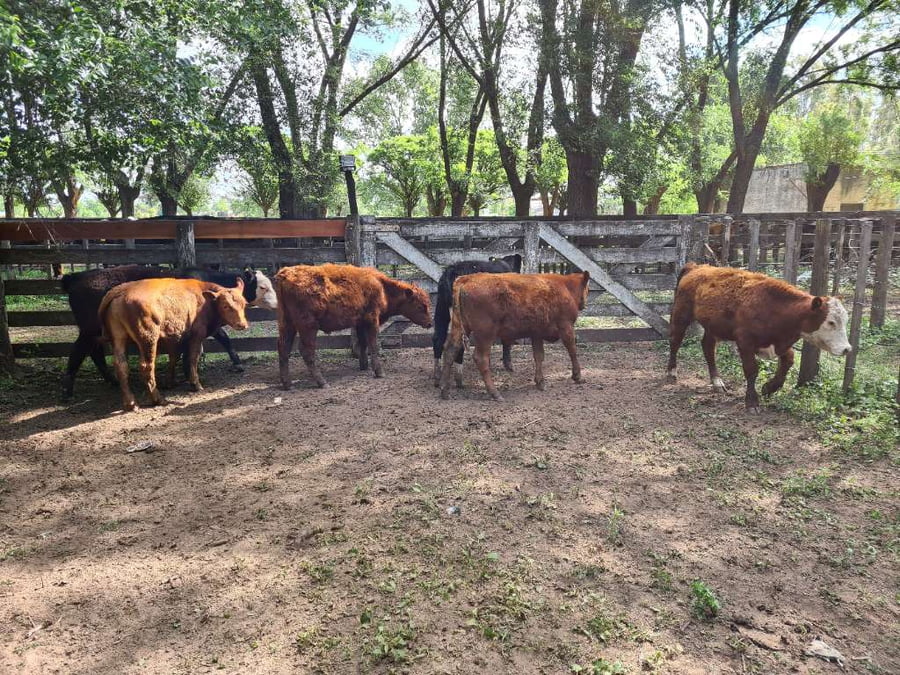 Lote 6 Terneros en Gral. Lamadrid, Buenos Aires