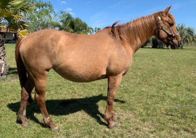 Lote REDMOON OLENA CHEX