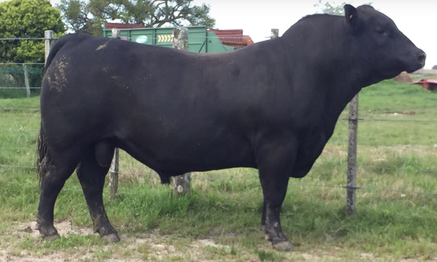 Lote Toros a remate en Cabaña Rebenque , Florida
