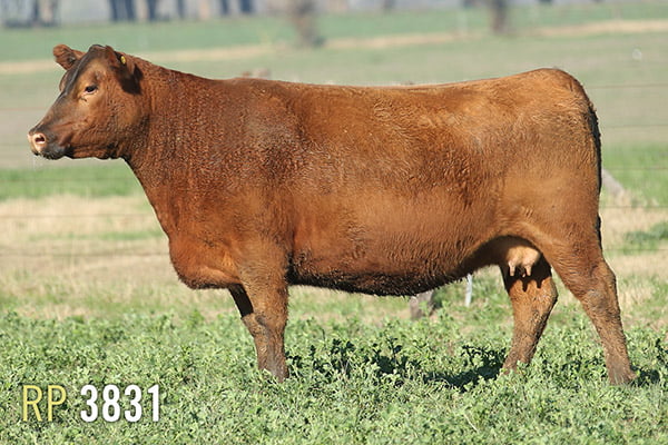 Lote 4 VACAS PREÑADAS PURAS DE PEDIGREE