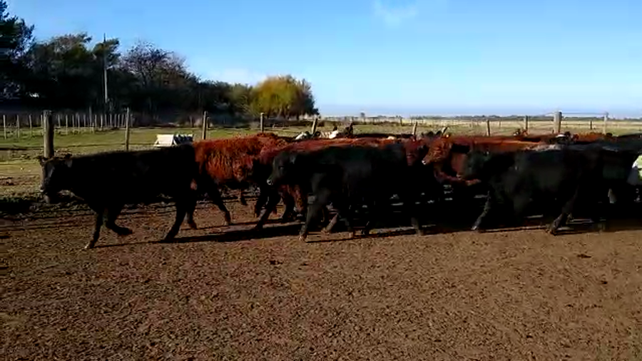 Lote 65 Terneros en Mayor Buratovich, Buenos Aires