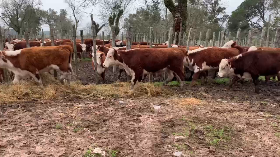 Lote 10 Novillos 1 a 2 años en Melo, Cerro Largo