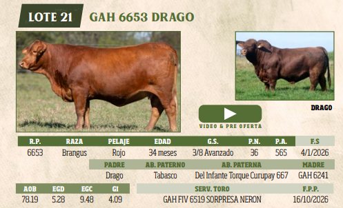 Lote LOTE 21
