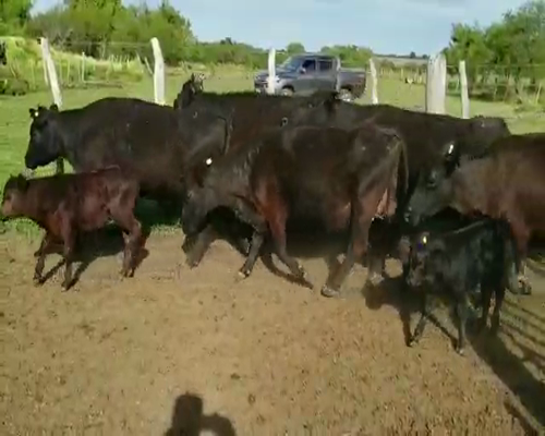 Lote 33 Vacas en Villaguay, Entre Ríos