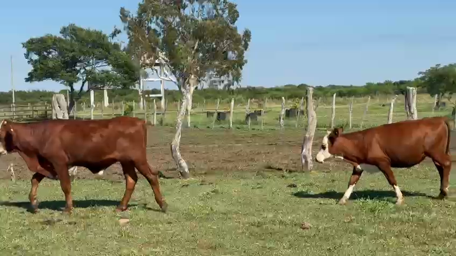 Lote 170 Novillitos