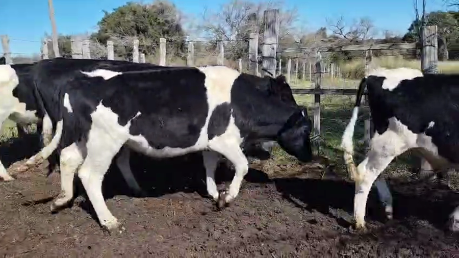 Lote 13 Novillos a remate en Pantalla Aniversario - Escritorio Camy, San José