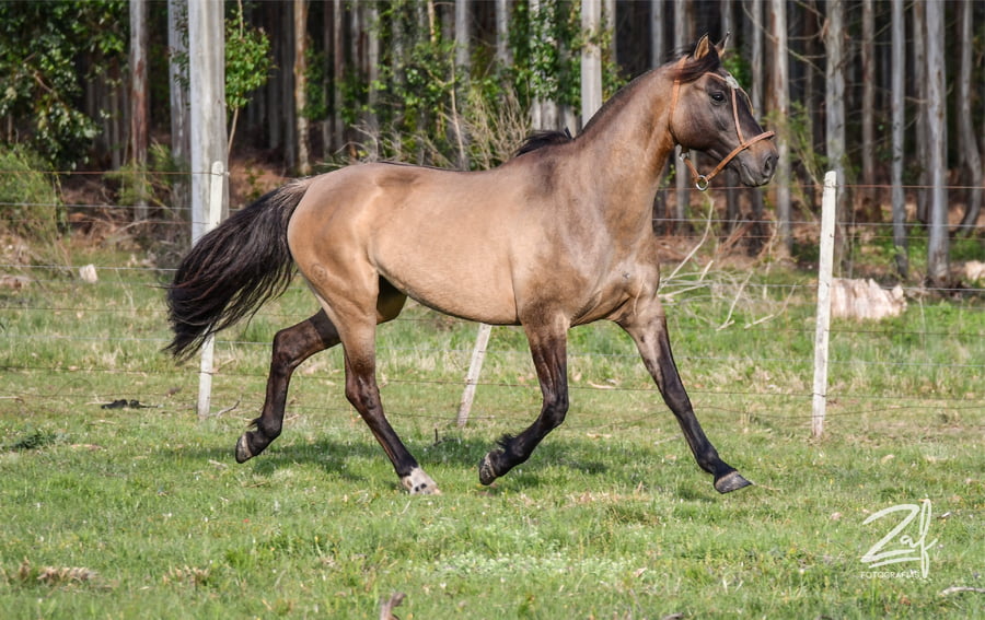 Lote Replicasa Ñaquiñá