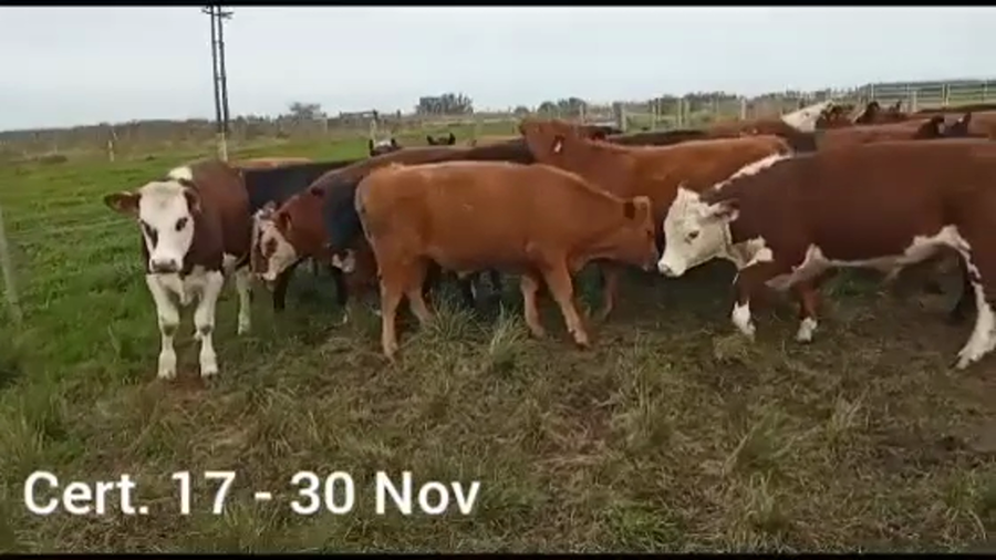 Lote NOVILLOS DE 1 A 2