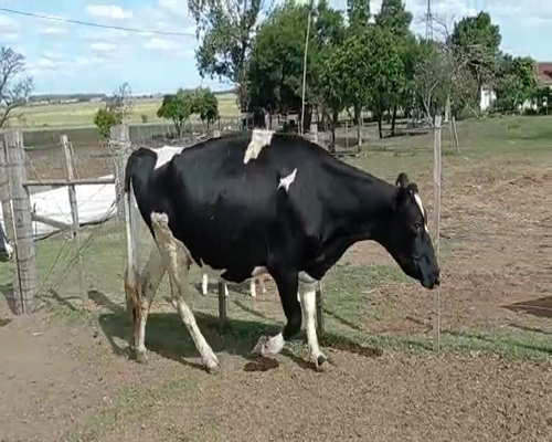 Lote 4 Vaquillonas 1 a 2 años a remate en Pantalla Camy 420kg - , San José