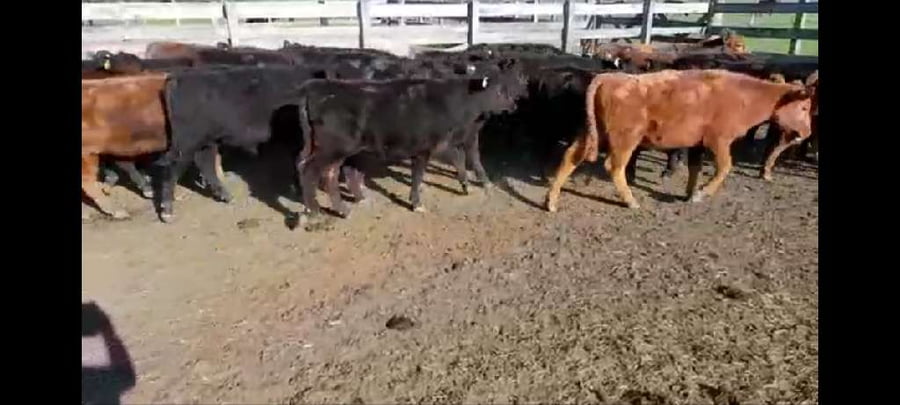 Lote 20 Terneros/as en Villaguay, Entre Ríos