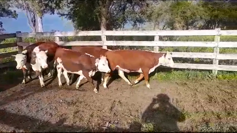 Lote (Vendido)5 Terneras HEREFORD a remate en #37 Pantalla Carmelo 240kg -  en SAN PEDRO
