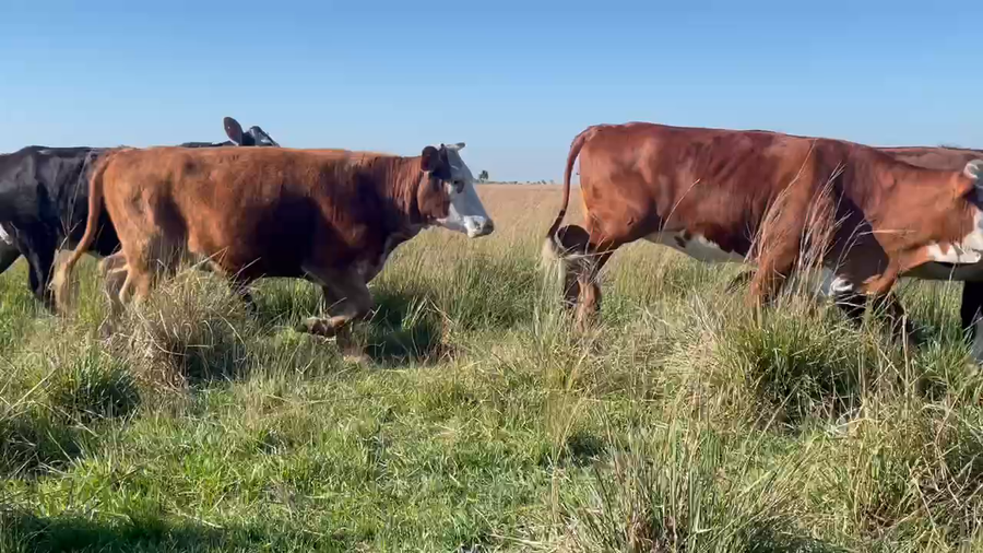 Lote 170 Vaquillonas C/ cria en Saladas, Corrientes