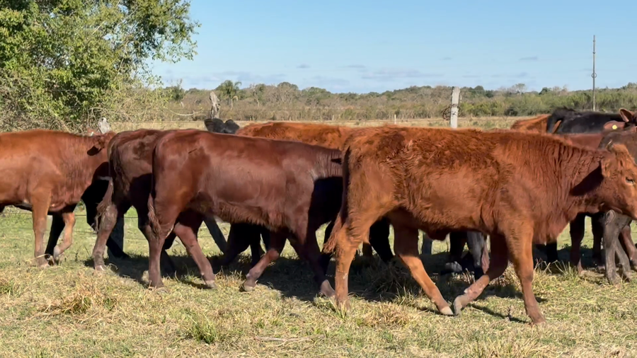 Lote 123 Terneros/as en Corrientes, Saladas