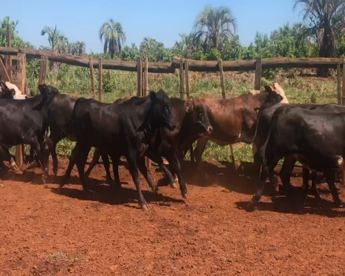 Lote 43 Novillitos y vaquillonas en Virasoro, Corrientes