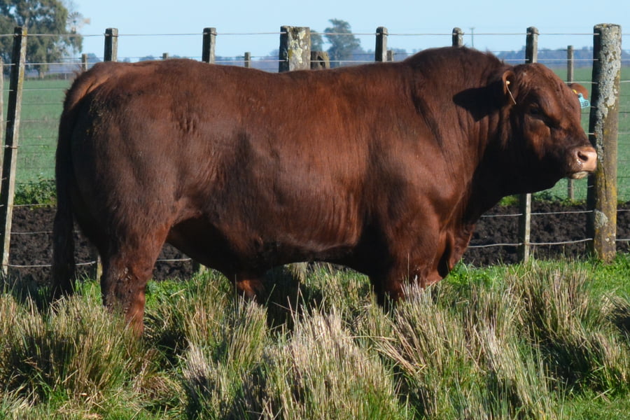 Lote Toros PC