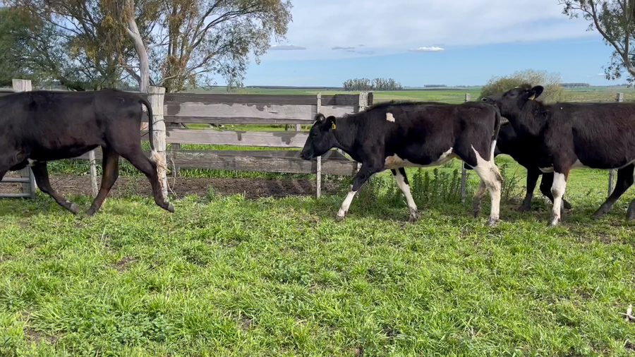 Lote VAQUILLONA 1a2 AÑOS
