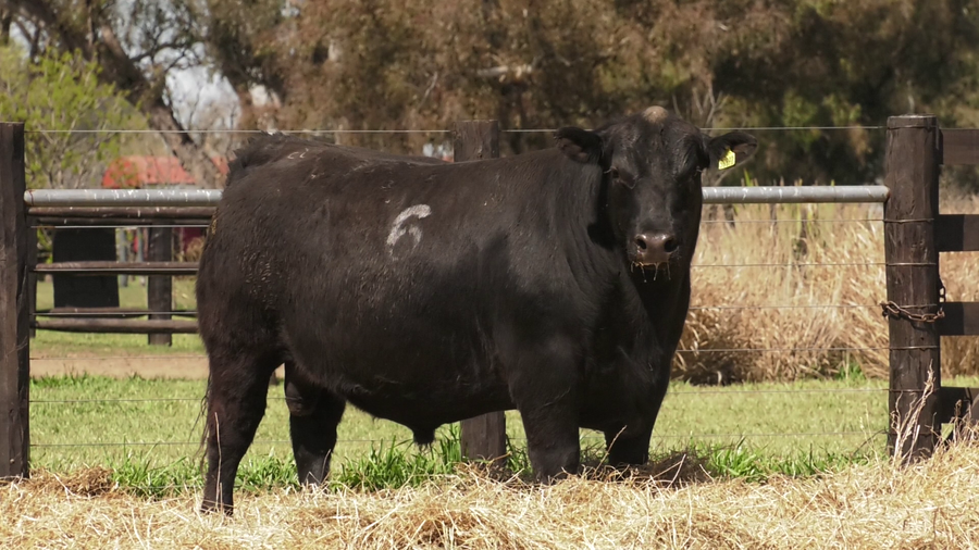 Lote TOROS ANGUS PURO CONTROLADO
