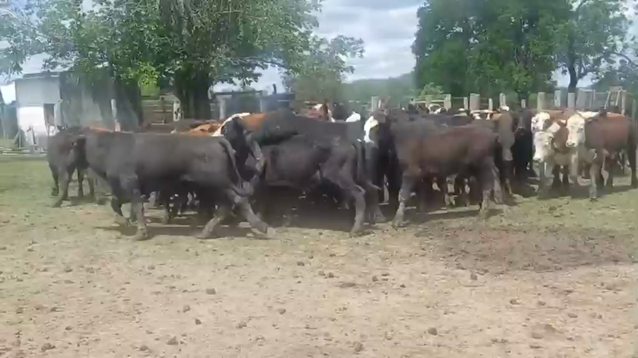 Lote 100 Terneros