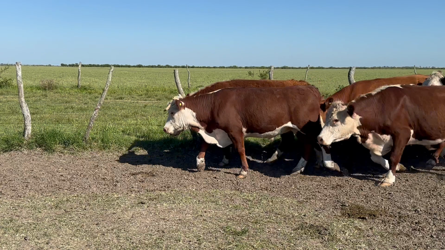 Lote 44 Novillos en Entre Ríos, San Jaime