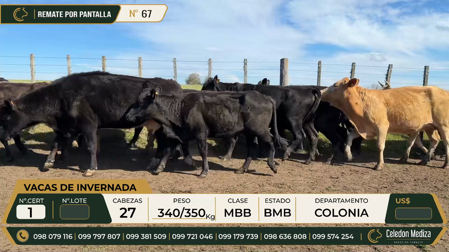 Lote 27 Vacas de Invernada en Paso Antolín, Colonia