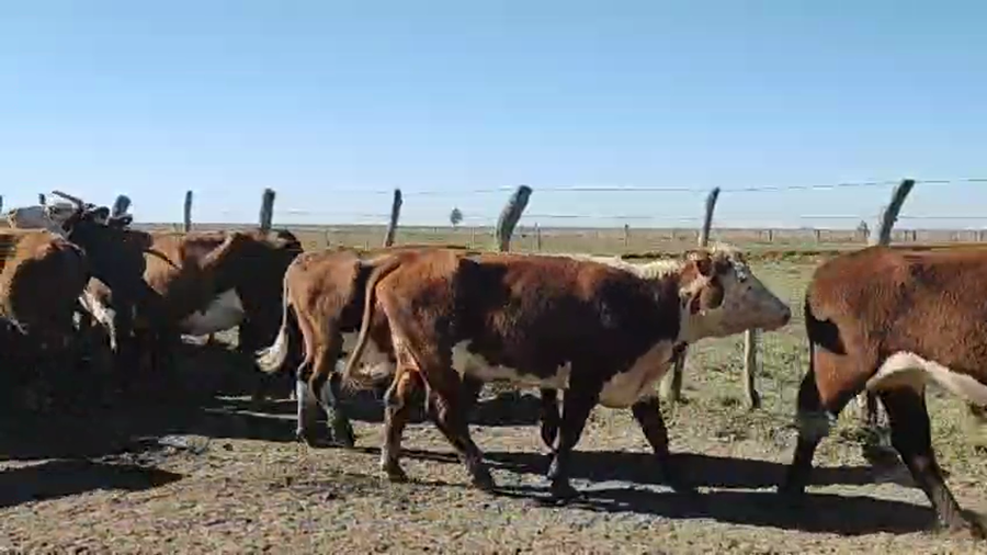 Lote 50 Vacas usadas preñadas
