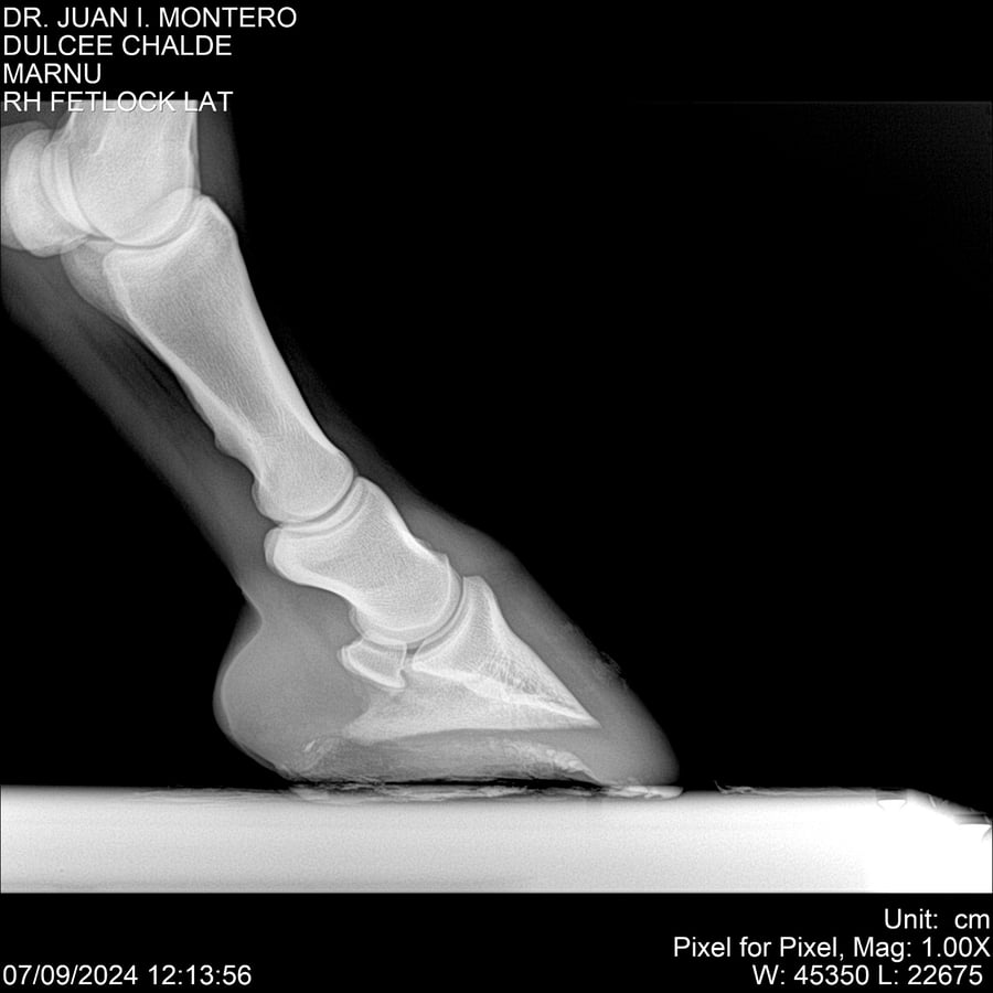 Lote DULCE CHANDEE (Arg)