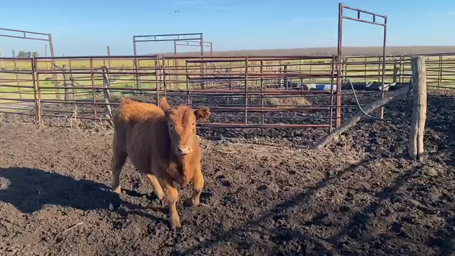 Lote 20 Terneros en Lobos, Buenos Aires