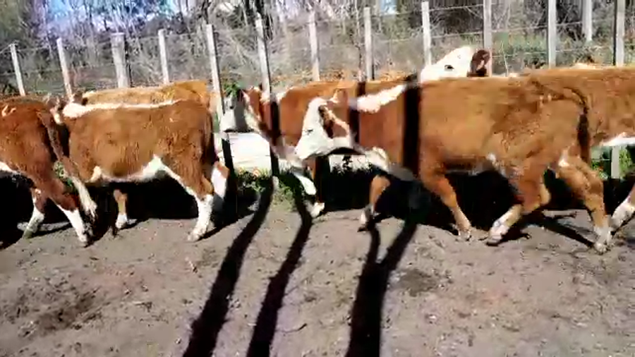 Lote (Vendido)22 Terneras HEREFORD a remate en PANTALLA FEDERICO GARLAND 200kg -  en COLONIA SUIZA