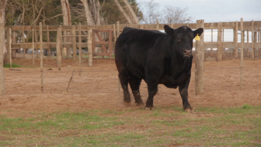 Lote TOROS PUROS DE PEDIGREE