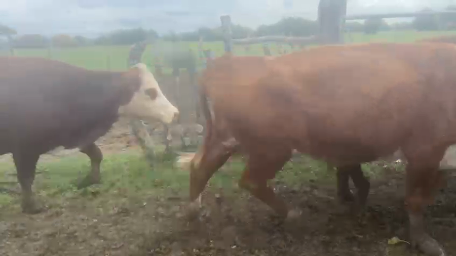 Lote 20 Vacas usadas preñadas en Corrientes, Paso de Los Libres